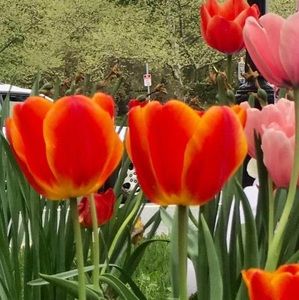 Meet your Posher, Thien